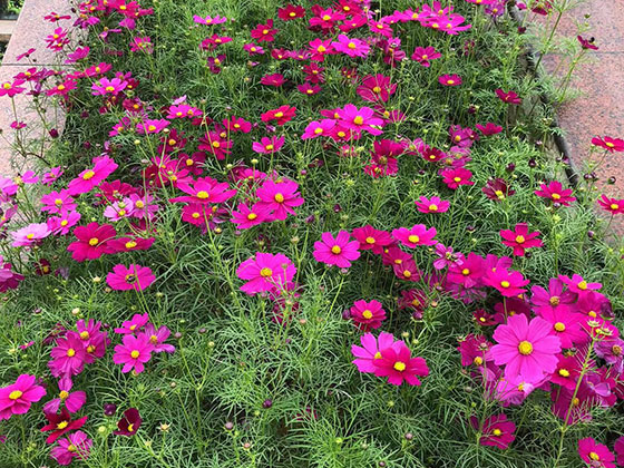 许昌永生花|商业区植物摆设租赁